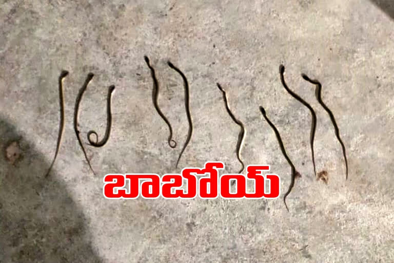 Snake bites in sarpanch house