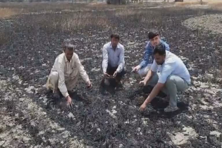 gohana wheat crop field fire