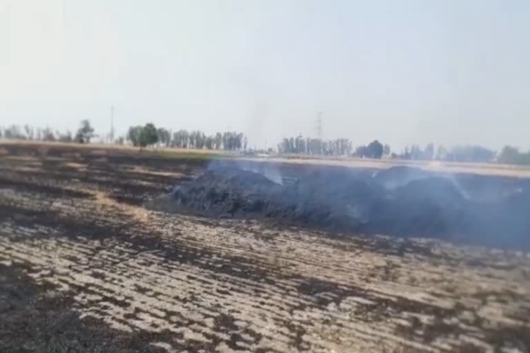 karnal wheat crop field fire