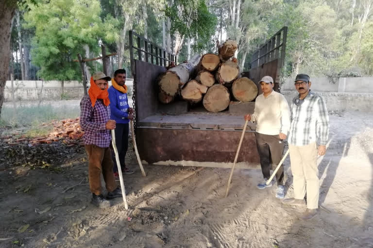 सेमल की लकड़ी से भरा टैक्टर ट्रॉली पकड़ा