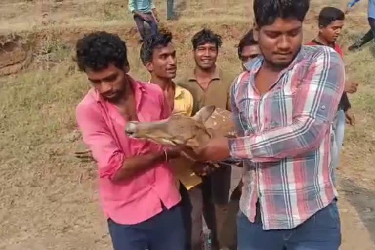 Villagers carrying deer