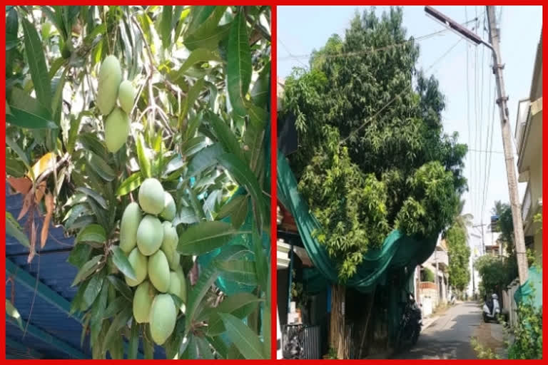 Man grows 20 varieties of mangoes on single tree