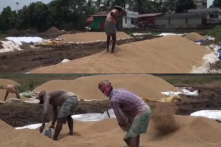 farmers against agriculture department  നെല്ല് കർഷകർ പ്രതിഷേധത്തിൽ  പി.ആർ.എസ്  agriculture department  കൃഷിവകുപ്പ്  നെല്ല് സംഭരണം