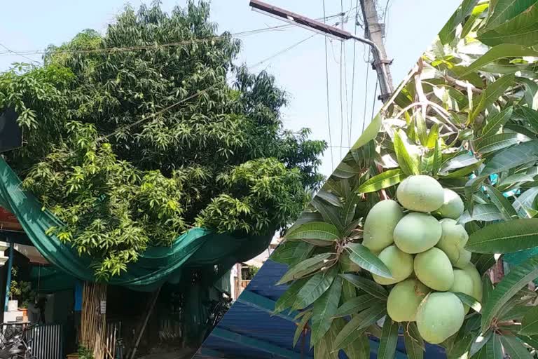 More that 20 species of mangoes under one tree: shivamogga Man's Successful transplantation work