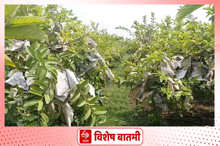 ६० एकरावरील पेरूंचे उन्हापासून संरक्षण