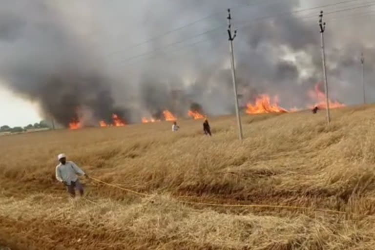 fire in crop field rohtak