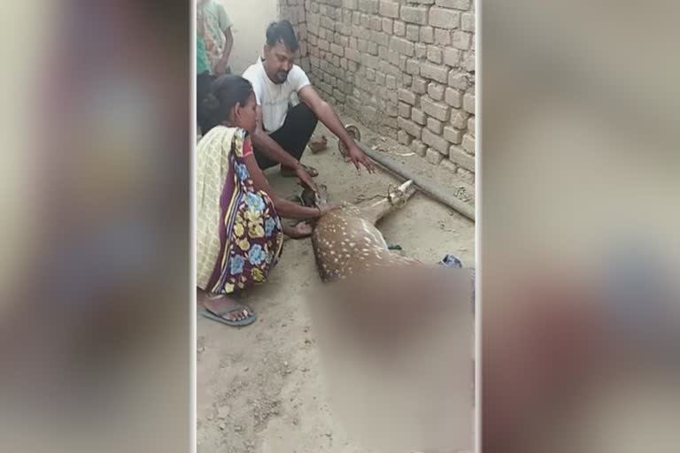 child of deer died due to dog bite in gaya