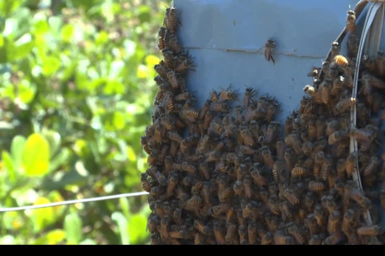 honey agriculture