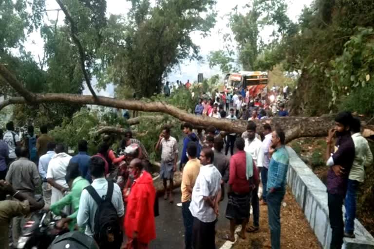 கொடைக்கானல் அருகே சாலையில் மரம் முறிந்து விழுந்ததால் போக்குவரத்து பாதிப்பு