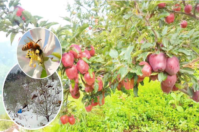 uttarkashi apple