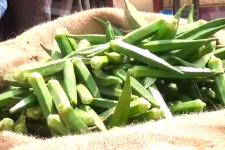 வெண்டைக்காய் விலை கடும் வீழ்ச்சி