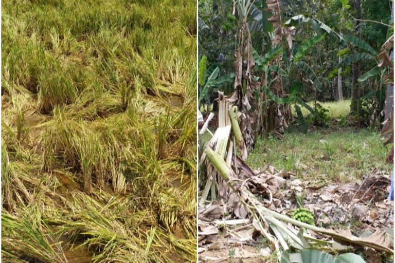 People demanding action on single wild elephant damaged paddy crops in ambur