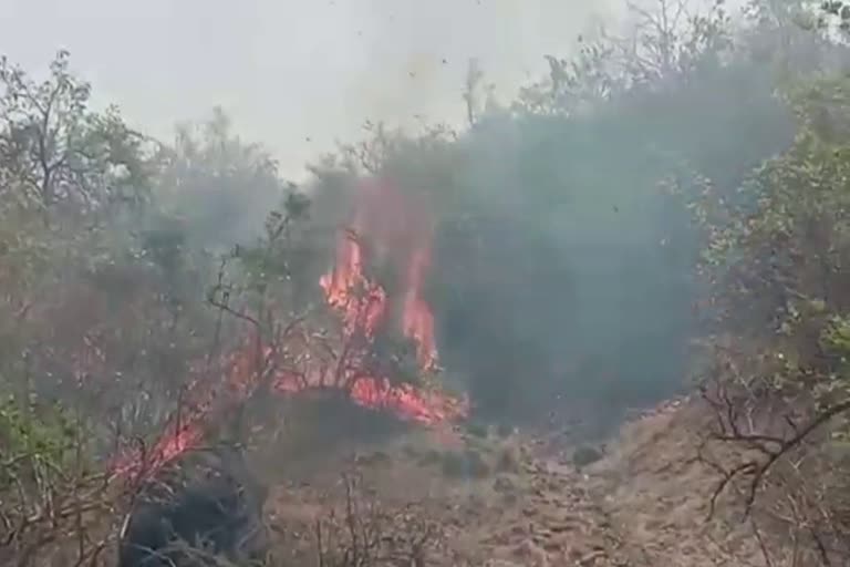 Jhalawar latest hindi news, fire in forest jhalawar