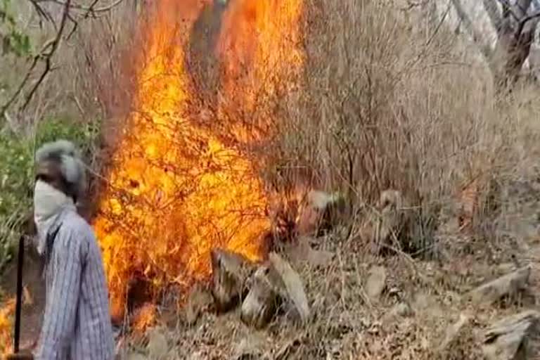 Sirohi news, Fire in the forest