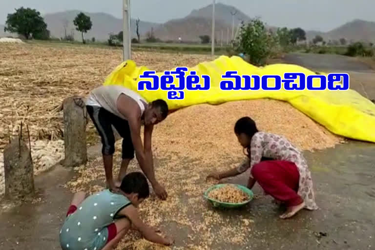 Farmers were completely Lost by the unseasonal rains in Mahabubabad district