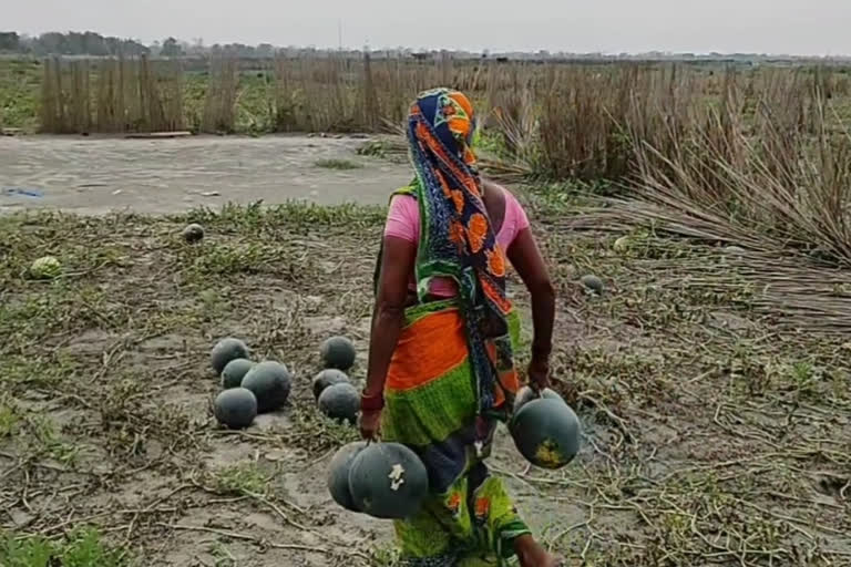 তৰমুজৰ বজাৰক লৈ আশাবাদী শিলঘাট-বিহডুবিৰ খেতিয়ক