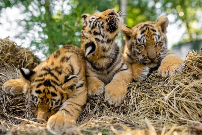 tiger Megha has given birth to 3 children in nandankanan