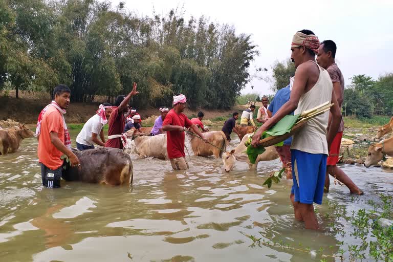 goru bihu