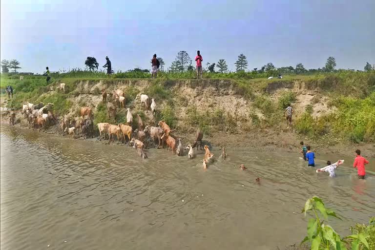 পৰম্পৰাগতভাৱে বিশ্বনাথবাসীয়ে উদযাপন কৰিলে গৰু বিহু