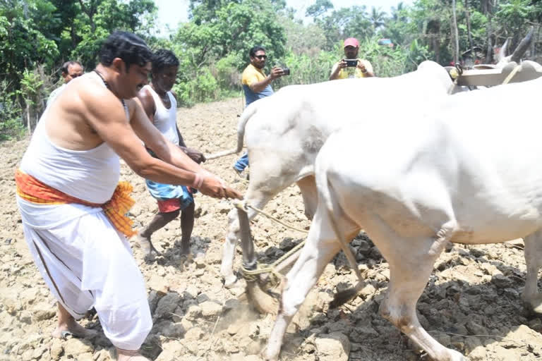 প্রচারে নিষেধাজ্ঞা, বাজার করে লাঙল চষে দিন কাটালেন রাহুল