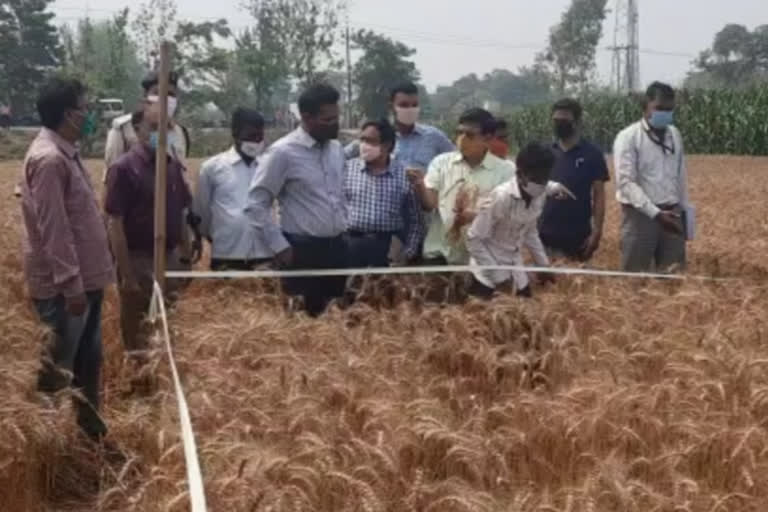 harvesting of crop in araria