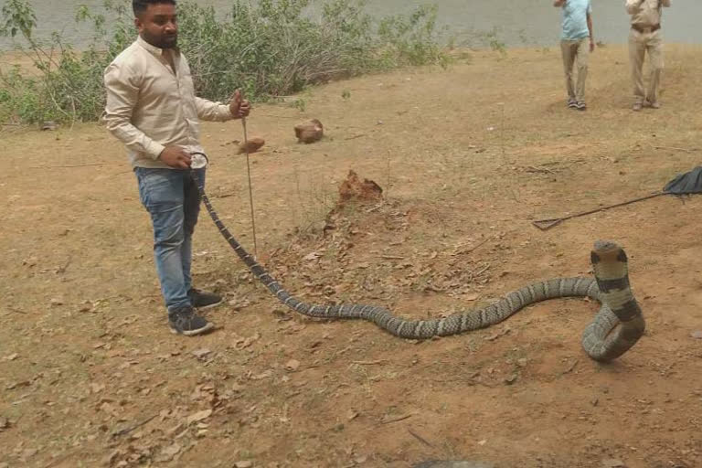 rescue of 13 feet long snake in korba