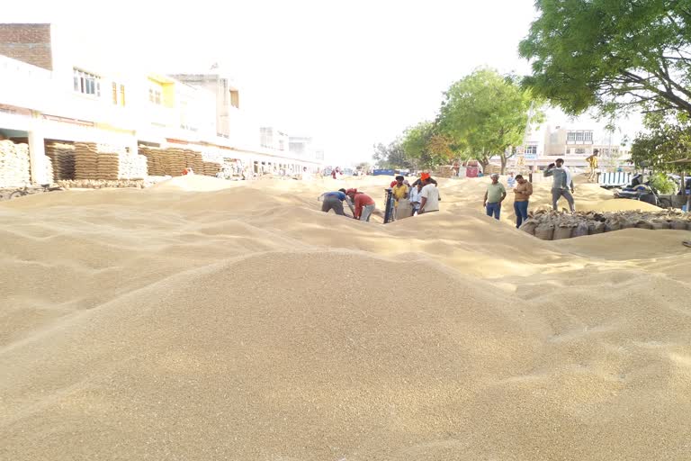 karnal total wheat Purchase, करनाल गेहूं खरीद न्यूज