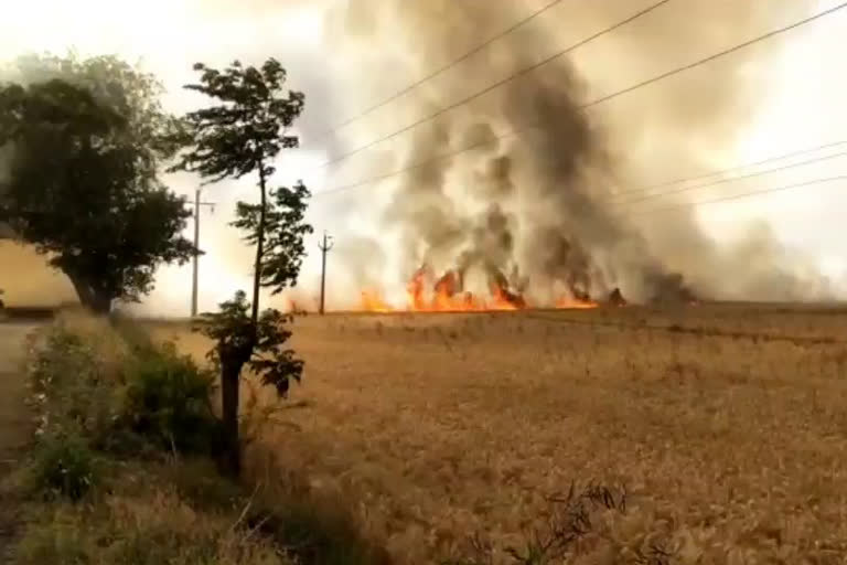 kurushetra 40 acres wheat crop burn, कुरुक्षेत्र 40 एकड़ गेहूं फसल आग