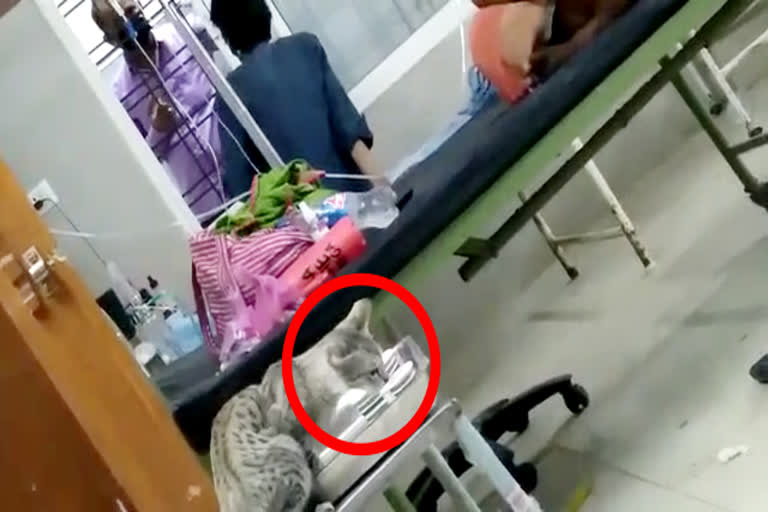 Cat eating corona patients of food