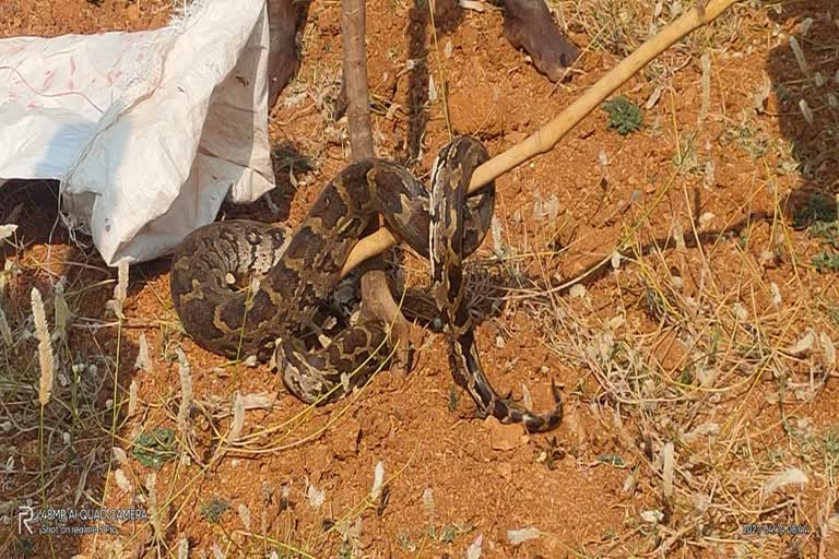 ஆம்பூரில் பிடிபட்ட 7 அடி மலைப்பாம்பு  7 அடி மலைப்பாம்பு  மலைப்பாம்பு  7-feet python  python Caught  7-feet python caught in Ambur