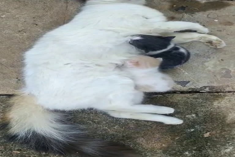 puppies suckling  cat  പൂച്ചക്കുഞ്ഞുങ്ങൾ  മൃഗസംരക്ഷണം  mother cat is dead  തള്ളപ്പൂച്ച മരിച്ചതറിയാതെ