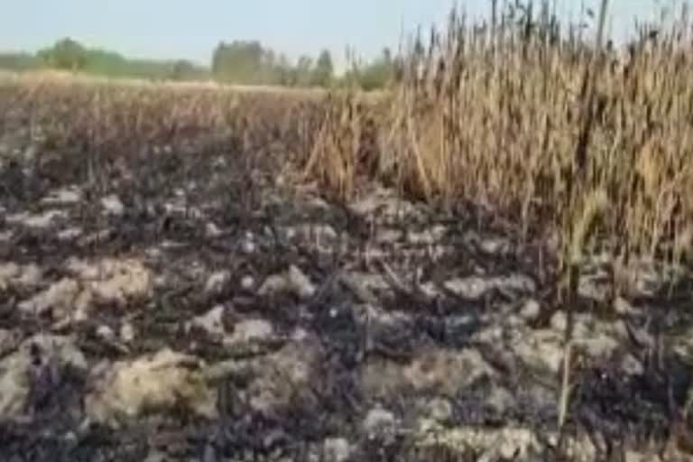 yamunanagar-burning-of-standing-crop-of-wheat-burnt-to-ashes-due-to-fire