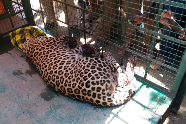 Leopard enter into house