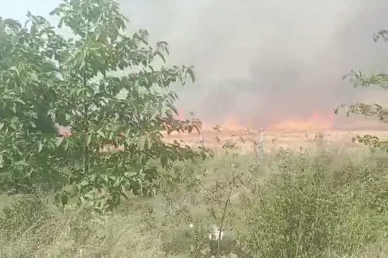 Yamunanagar wheat crop fire,Yamunanagar wheat crop fire