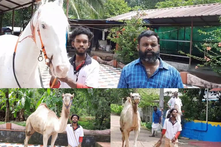 Adishahkaran, Murugan and the camel Appu are the stars of Ayyappan's farm in Thatta, Pathanamthitta  Adishahkaran  Murugan  camel Appu  Ayyapparaj  Thatta  Adishahkaran, Murugan and the camel Appu  ആദിശങ്കരനും മുരുകനും അപ്പുവും, തട്ടയിലെ താരങ്ങളായ ഒട്ടകവും കുതിരകളും  ഒട്ടകവും കുതിരകളും  അയ്യപ്പരാജ്  ആദിശങ്കരന്‍  മുരുകന്‍  അപ്പു