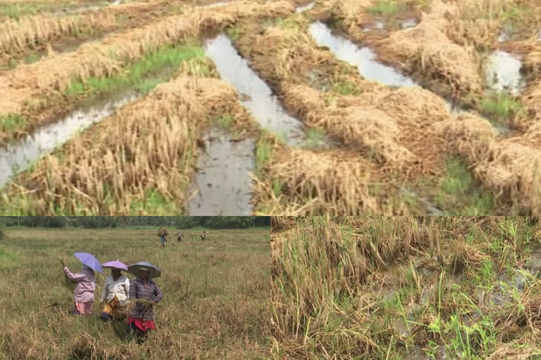 വേനൽ മഴകെടുതിയിൽപ്പെട്ട് നെൽകർഷകർ ദുരിതത്തിൽ.  Paddy farmers in Kottayam are suffering due to floods following the unexpected summer rains  Paddy farmers  Kottayam  floods following the unexpected summer rains  summer rains  വേനല്‍മഴയില്‍ കനത്ത കൃഷി നാശം; നെല്‍ കര്‍ഷകര്‍ പ്രതിസന്ധിയില്‍  വേനല്‍മഴയില്‍ കനത്ത കൃഷി നാശം  നെല്‍ കര്‍ഷകര്‍ പ്രതിസന്ധിയില്‍  വേനല്‍മഴ  കൃഷി നാശം  നെല്‍ കര്‍ഷകര്‍  കൃഷി വകുപ്പ്