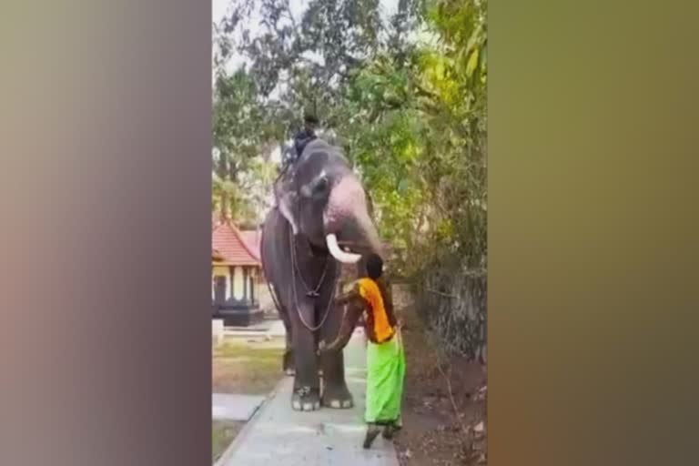 തൃശൂര്‍  തൃശൂര്‍ ജില്ലാ വാര്‍ത്തകള്‍  care taker arrested for harrassing elephant  thrissur  thrissur latest news  pambadi sundaran  elephant beaten in thrissu