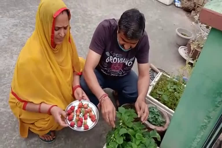 Former councilor of Bhota Nagar Panchayat Grow strawberries at home