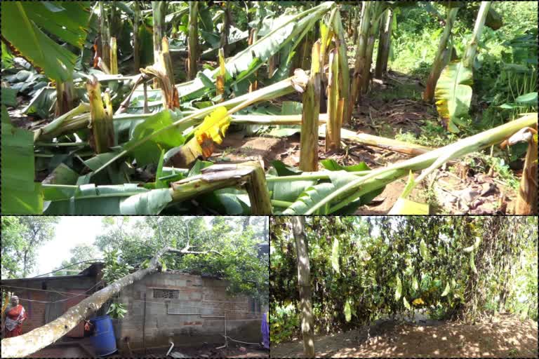 heavy rain farmers in trouble  കനത്ത മഴയും കാറ്റും  മലയോര മേഖലയില്‍ വ്യാപക നാശനഷ്ടം  ഇടുക്കി  heavy rain  farmers