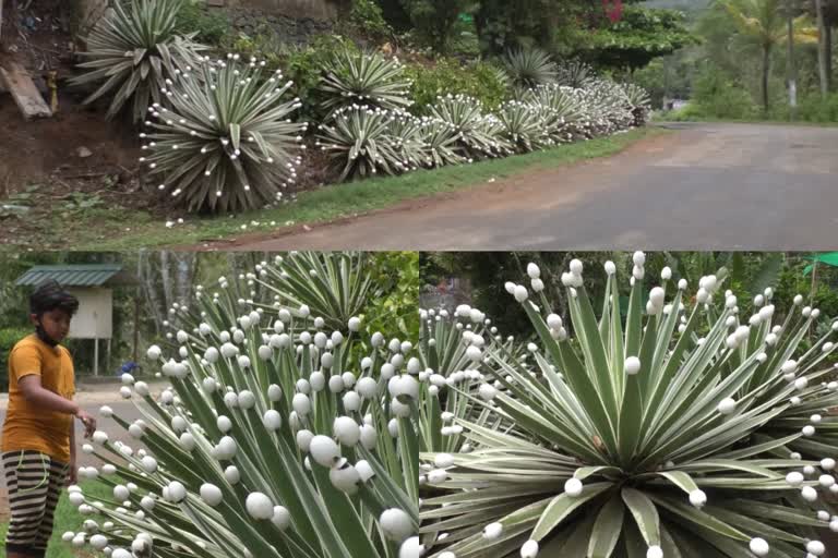 Egg garden  Egg  Idukki  മുട്ട  പൂന്തോട്ടം  മൂന്നാർ  തേക്കടി  Thekkadi  garden