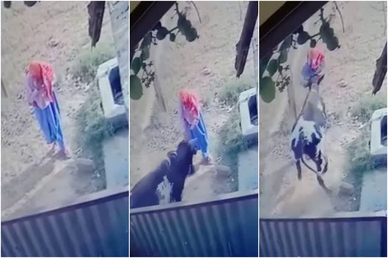 narnaul stray bull thrown old woman, नारनौल आवारा सांड वृद्ध महिला को फेंका