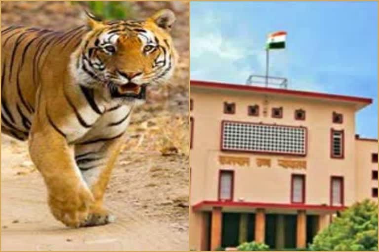 Rajasthan High Court Order, Ranthambore National Park