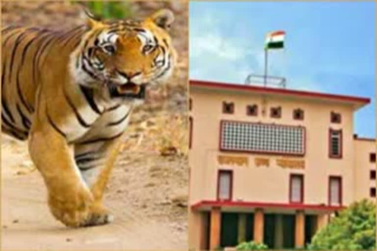 Rajasthan HC takes note of missing tigers in Ranthambore
