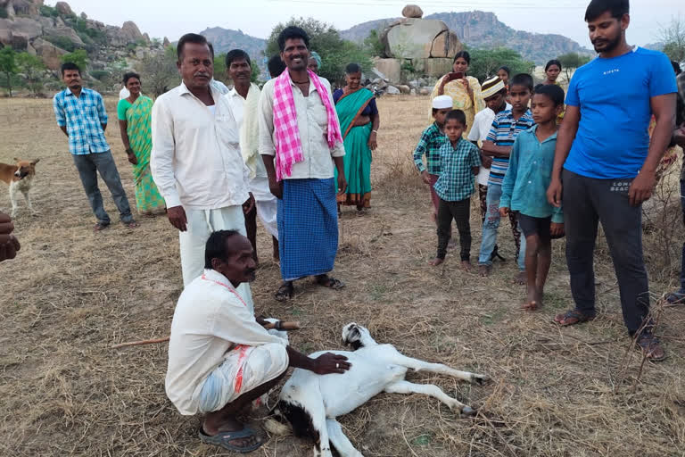 Leopard attack on a herd of goats at chowder pally mahabubnagar district