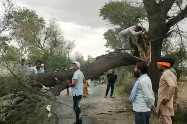 Mahendragarh rain farmers loss