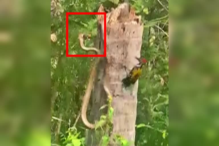 Rat Snake catches woodpecker child