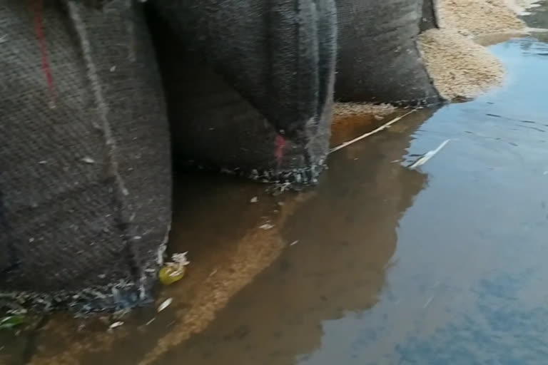 Sirsa Wheat crop got wet in Mandi due to heavy rains.