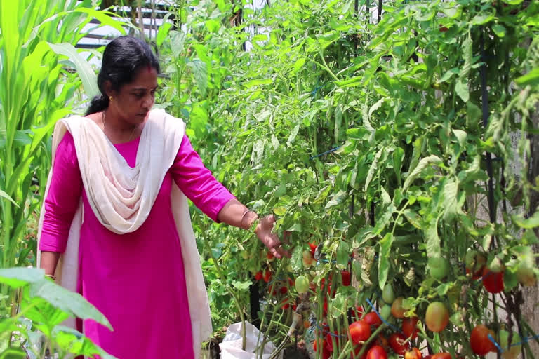 Farming in home with limited space  Farming in Growbag my house wife  മാതൃകയായി ഷീജ എന്ന വീട്ടമ്മ  വീട്ടിലെ ചെറിയ സ്ഥലത്തെ വലിയ കൃഷിത്തോട്ടം