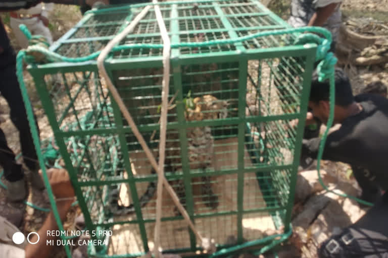 Leopard fell into well was rescued