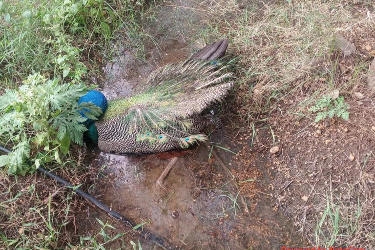 nine peacock dead in manapparai